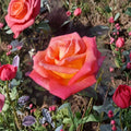 Mikado Hybrid Tea Rose Plant – 2 Gallon Bi-Color Scarlet Yellow Rose Bush for Garden, Landscape & Cut Flowers