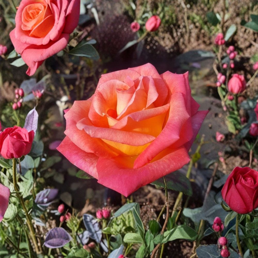 Mikado Hybrid Tea Rose Plant – 2 Gallon Bi-Color Scarlet Yellow Rose Bush for Garden, Landscape & Cut Flowers