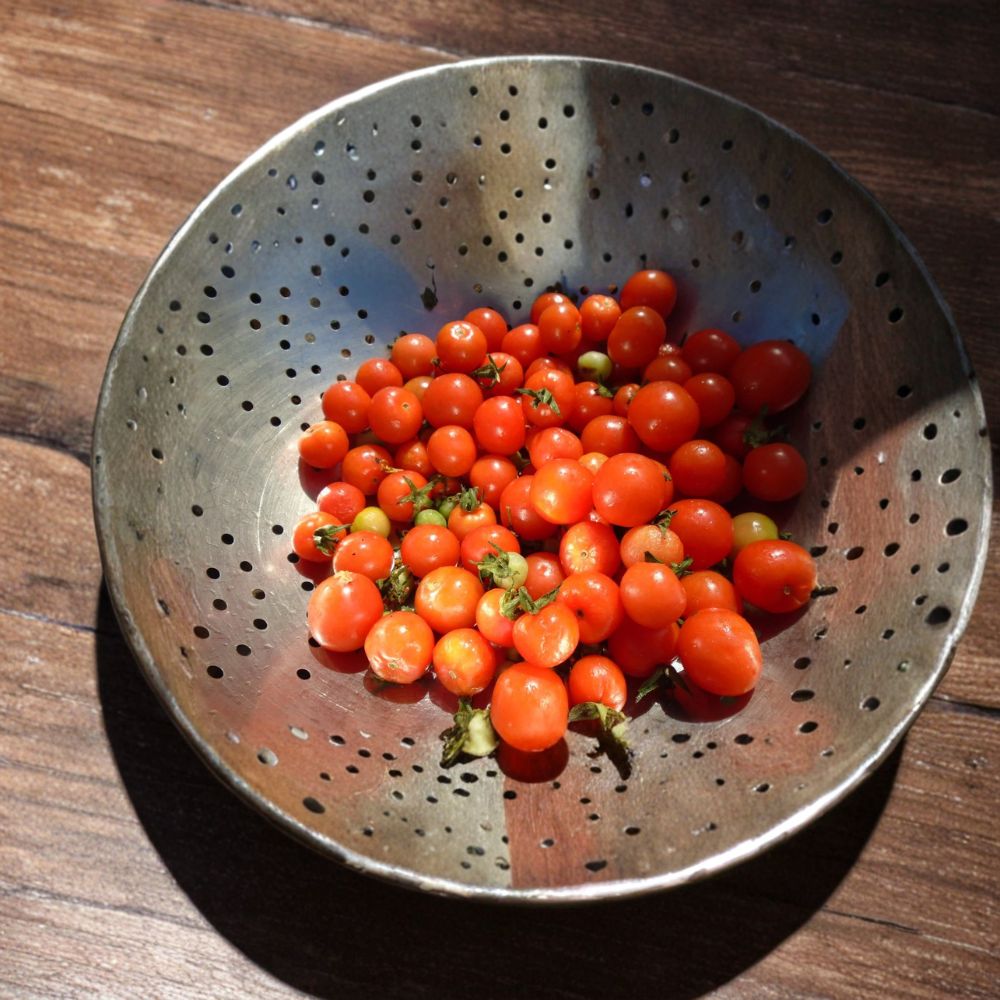 Alaska Proven Cherry Tomato Seeds | Cold Climate Indeterminate Solanum lycopersicum | 20 Seeds for Garden & Container