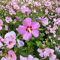 Woodbridge Rose of Sharon Live Plant | Pink Flowering Hibiscus syriacus Shrub in 2-Gallon Pot | Summer Blooming Hardy Hibiscus for Garden Landscape