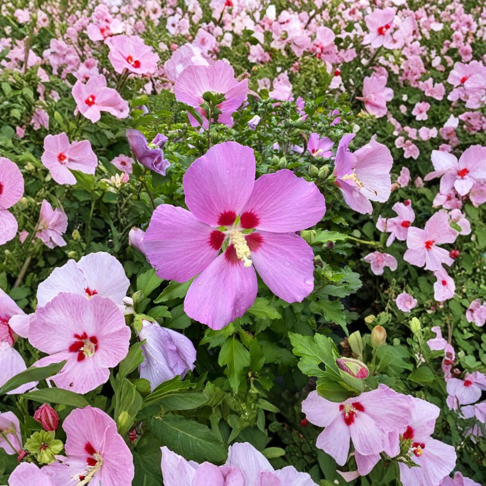 Woodbridge Rose of Sharon Live Plant | Pink Flowering Hibiscus syriacus Shrub in 2-Gallon Pot | Summer Blooming Hardy Hibiscus for Garden Landscape