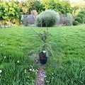 Glauca Pendula Norway Spruce Live Weeping Blue Evergreen Tree in 1 Gallon Pot | Picea abies 'Glauca Pendula'
