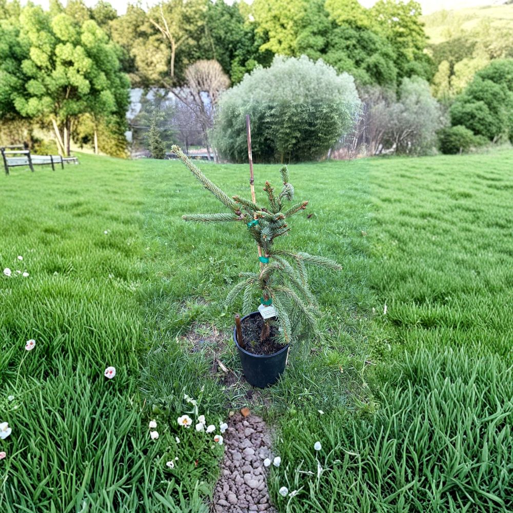 Glauca Pendula Norway Spruce Live Weeping Blue Evergreen Tree in 1 Gallon Pot | Picea abies 'Glauca Pendula'