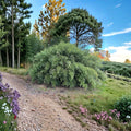 Fargesia Rufa Bamboo Live Clumping Plant 1 Gallon Pot, Cold Hardy Privacy Screen Evergreen Shrub
