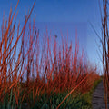 Red Twig Dogwood Live Plant, 4-Inch Pot, Cornus sericea 'Baileyi' for Winter Color & Wildlife Gardens
