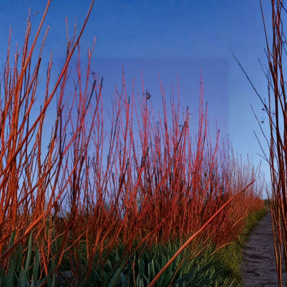 Red Twig Dogwood Live Plant, 4-Inch Pot, Cornus sericea 'Baileyi' for Winter Color & Wildlife Gardens