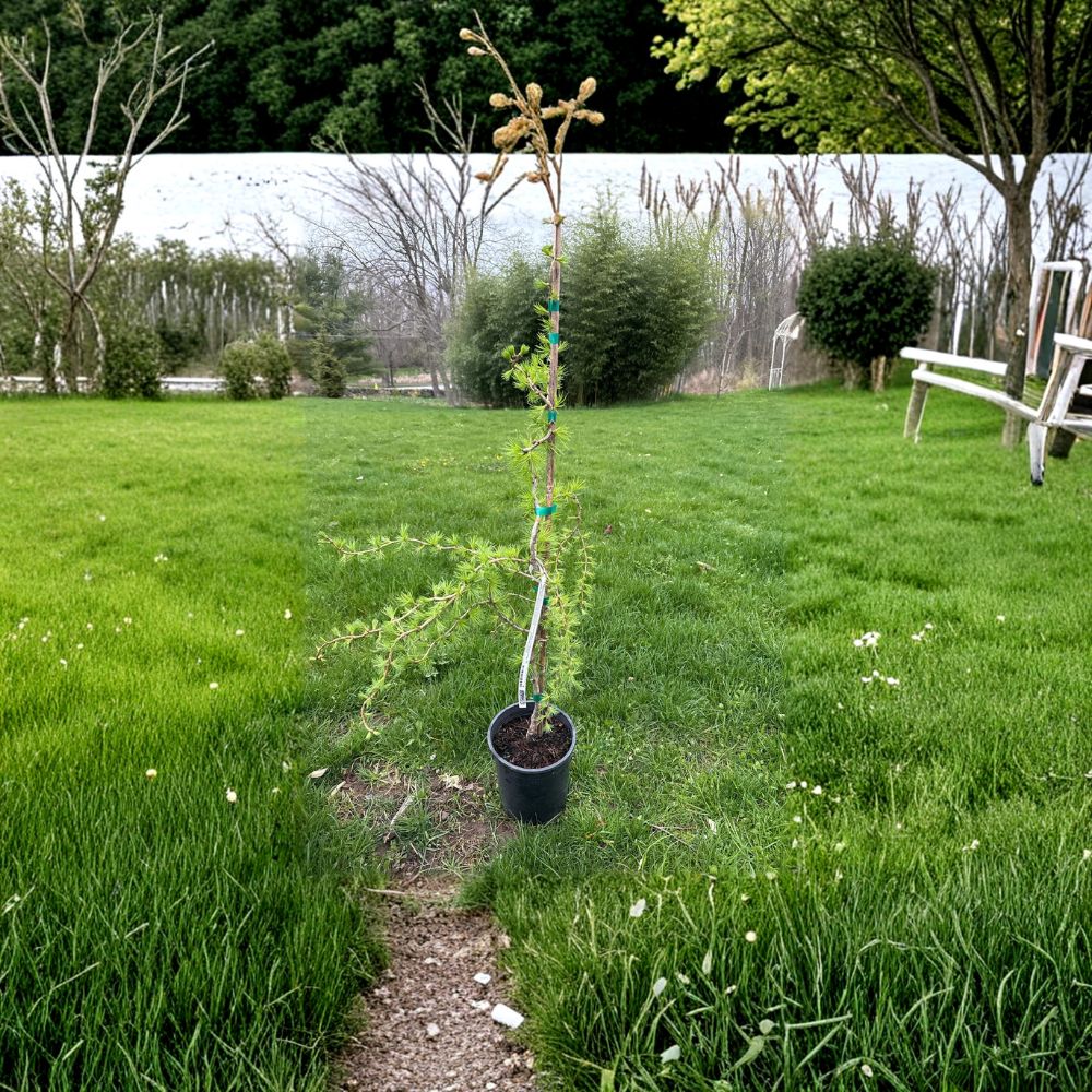 Recurved European Larch Live Conifer Tree 18 Inch Weeping Specimen Larix decidua for Landscape, Rock Garden, or Japanese Garden