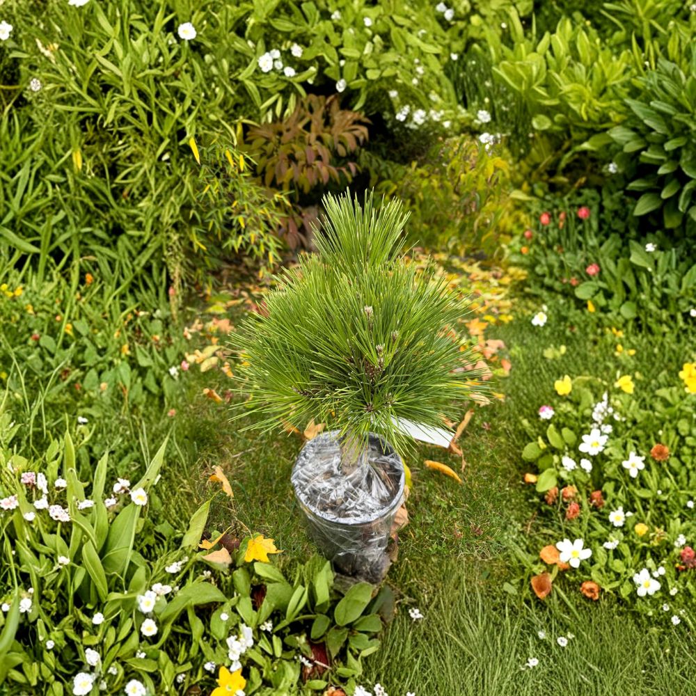 Pinus thunbergii 'Whiskey Hill Thundercloud' Japanese Black Pine Live Plant | 12-Inch Evergreen Conifer for Landscape & Bonsai