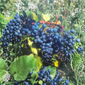 Concord Grape Vine – 2 Gallon Live Plant, Vitis labrusca, Fruitful, Cold-Hardy, Backyard & Vineyard Friendly