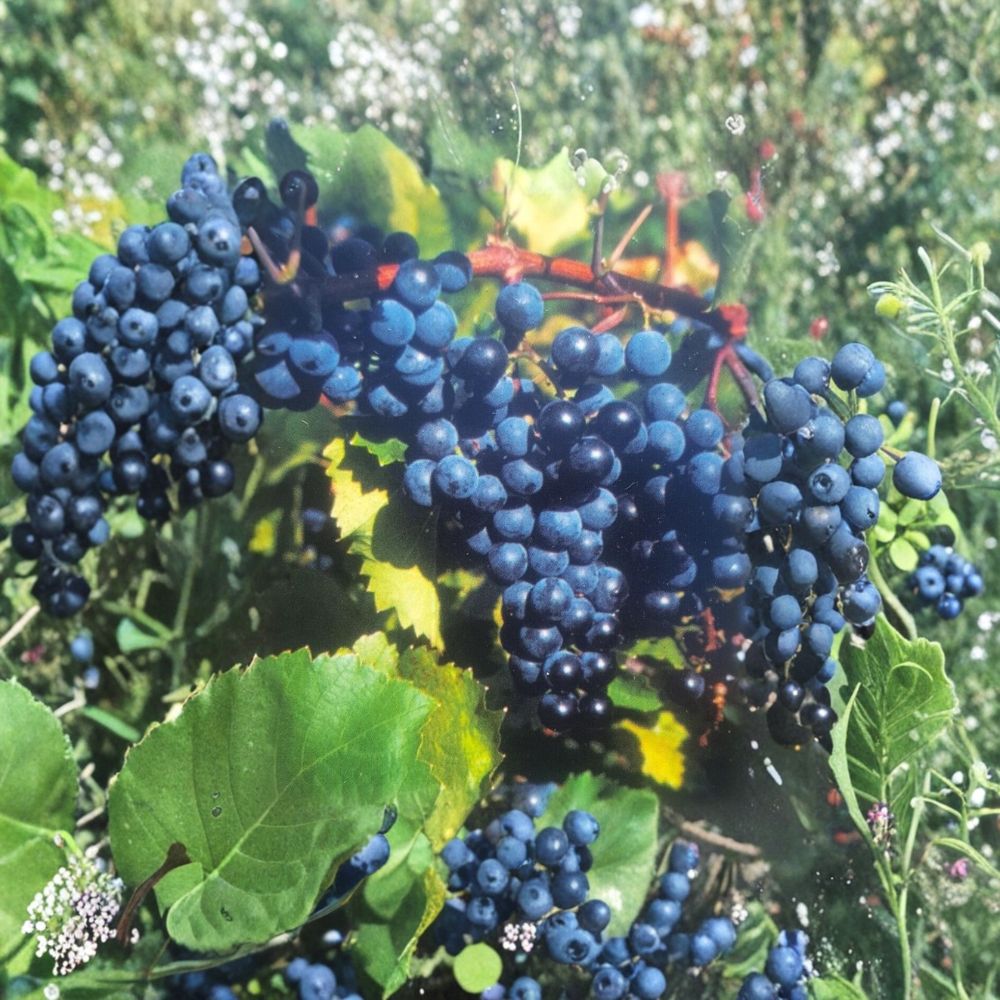 Concord Grape Vine – 2 Gallon Live Plant, Vitis labrusca, Fruitful, Cold-Hardy, Backyard & Vineyard Friendly