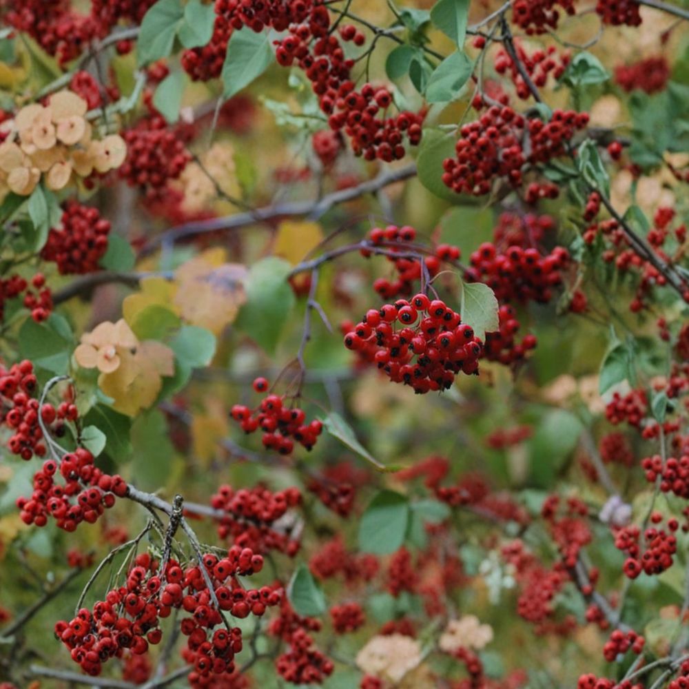 Washington Hawthorn Tree – Live Native Ornamental Tree in 1 Gallon Pot | Crataegus phaenopyrum | Wildlife-Friendly Landscape Plant