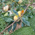 Fuyu Persimmon Tree – Live Fruit Tree with Healthy Roots – Non-Astringent, Sweet Edible Fruit – Diospyros kaki