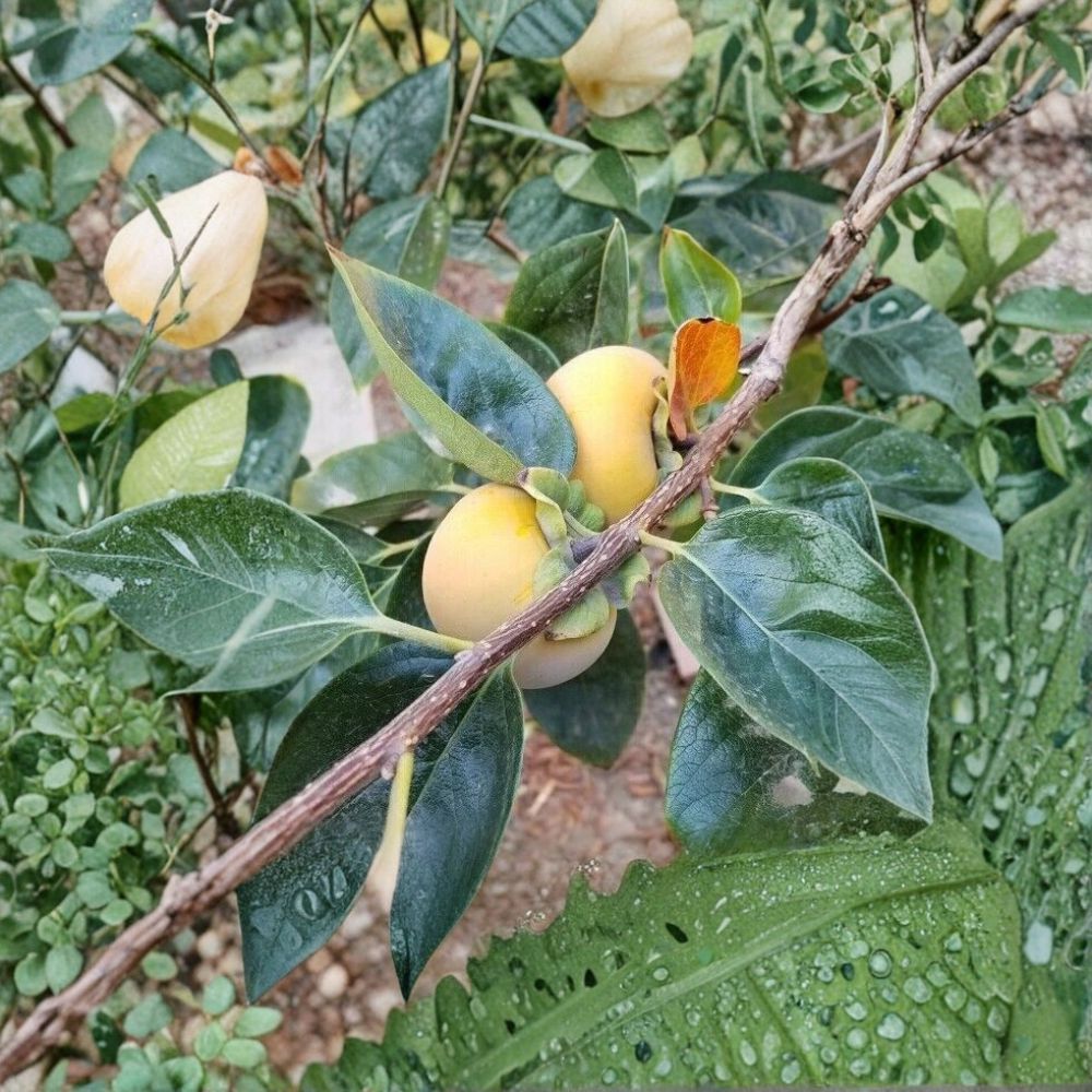 Fuyu Persimmon Tree – Live Fruit Tree with Healthy Roots – Non-Astringent, Sweet Edible Fruit – Diospyros kaki