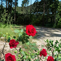 Climbing Don Juan Rose Plant – 5 Gallon Deep Red Fragrant Blooming Rose Bush Rosa 'Don Juan'