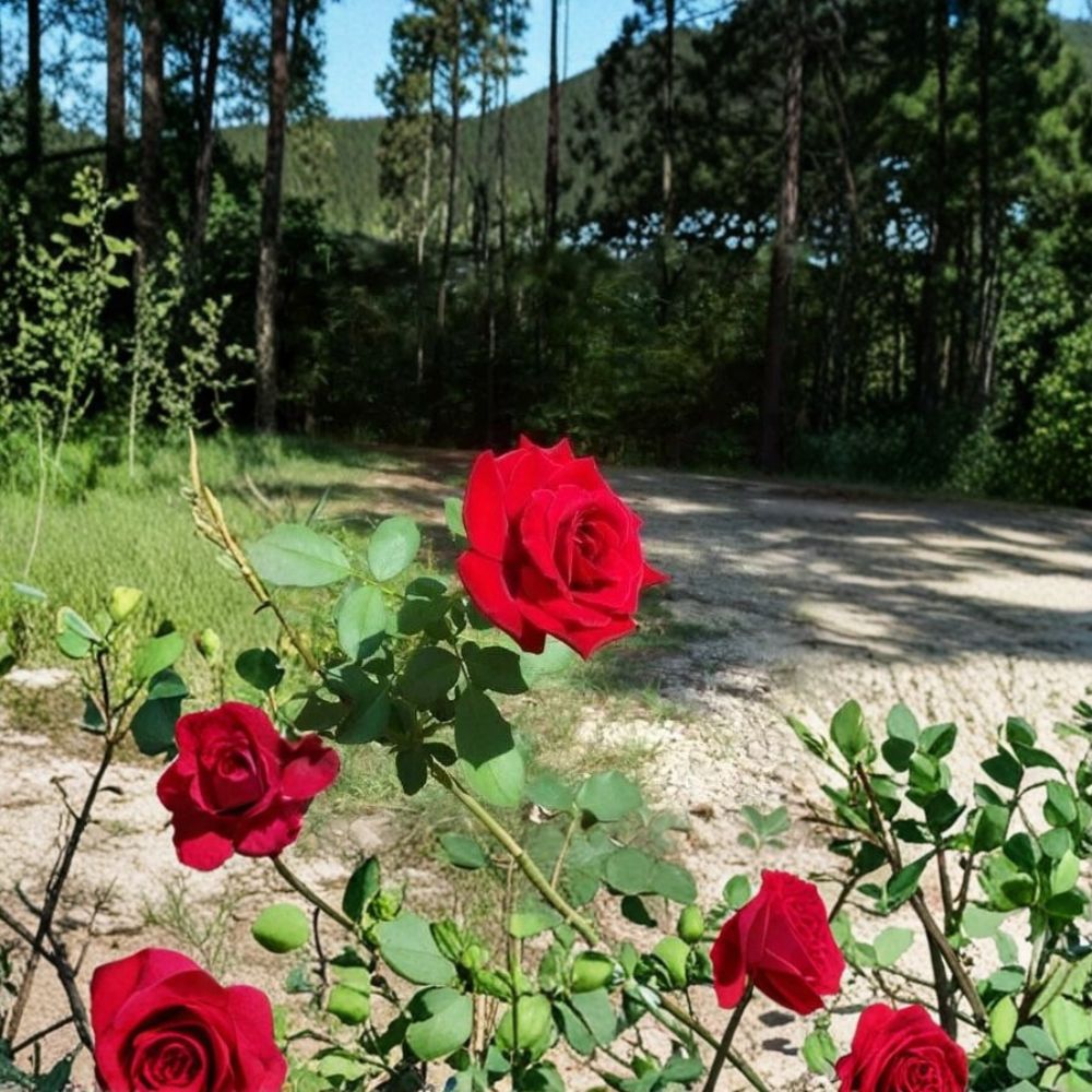 Climbing Don Juan Rose Plant – 5 Gallon Deep Red Fragrant Blooming Rose Bush Rosa 'Don Juan'