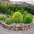 Golden Globe Arborvitae Live Plant | 4-Inch Pot | Compact Golden Evergreen Shrub | Thuja occidentalis 'Aurea' for Landscaping