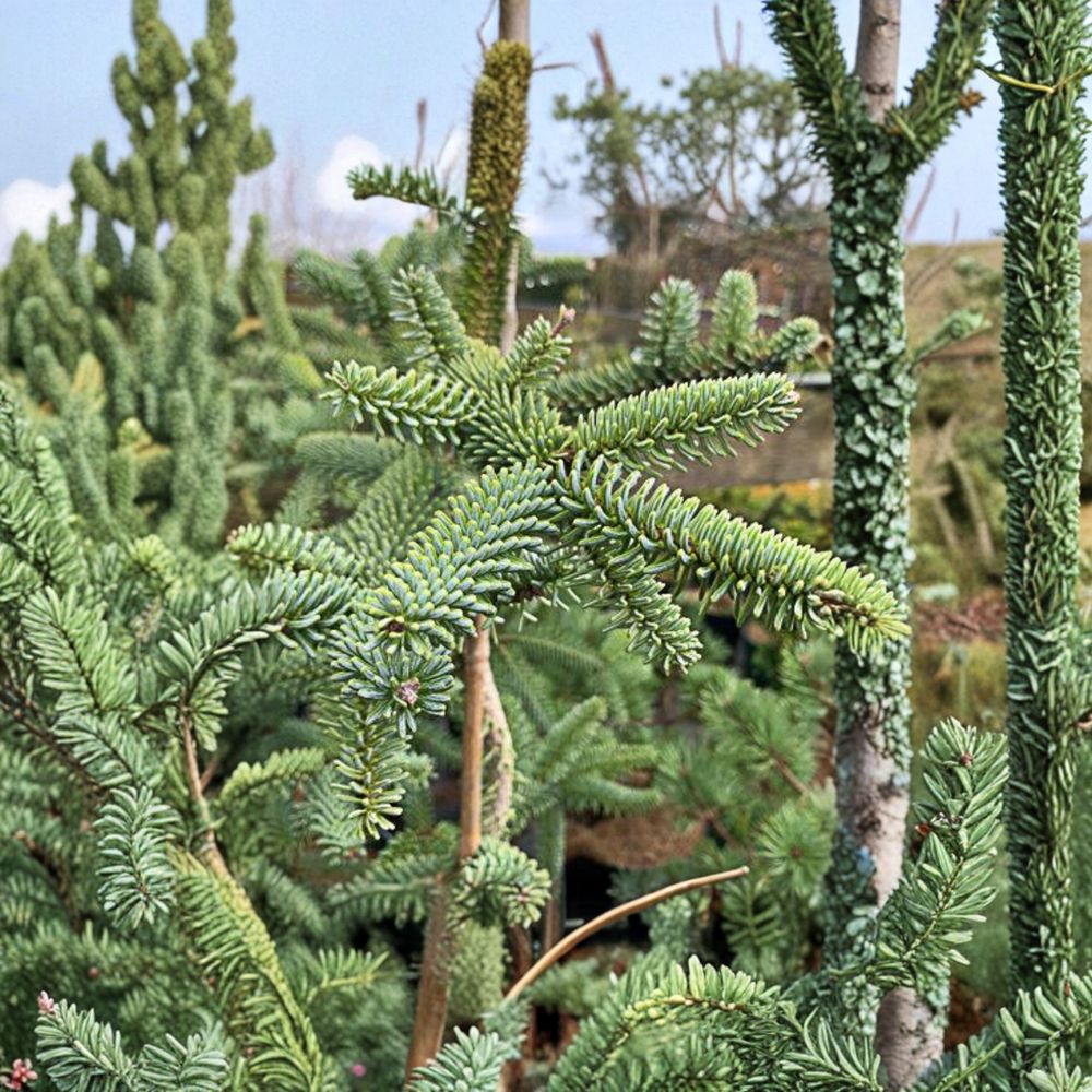 Kelleris Spanish Fir Live Conifer 12-Inch Blue Evergreen Abies pinsapo 'Kelleris' 1-Gallon Pot