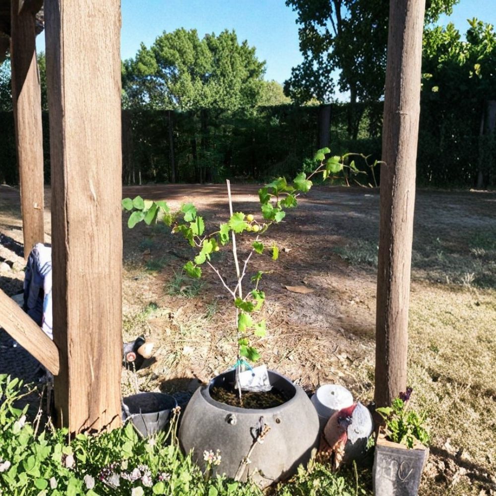 Bronze Summit Muscadine Grape Vine – 3 Gallon Female Vitis rotundifolia with Sweet Bronze Grapes for Backyard Garden