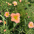Daylily Bare Root Plants – Chorus Line Hemerocallis, Hardy Perennial Flower, Easy to Grow, Garden Favorite, 3 Grade #1 Roots