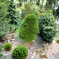 Japanese Umbrella Pine Live Conifer 2-Gallon Pot Sciadopitys verticillata Rare Evergreen Tree