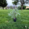 Leuteneggeri Hybrid Fir Live Evergreen Conifer 12 Inch Plant Abies grandis x concolor 1 Gallon Pot