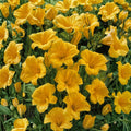 Daylilies 3 Bare Root Plants | Stella de Oro Golden Daylily | Reblooming Perennial Hemerocallis 'Stella de Oro'