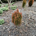 Dwarf Evergreen Shrub in 4-Inch Pot | Golden-Orange Foliage | Thuja orientalis ‘Morgan’ | Compact Landscape Plant
