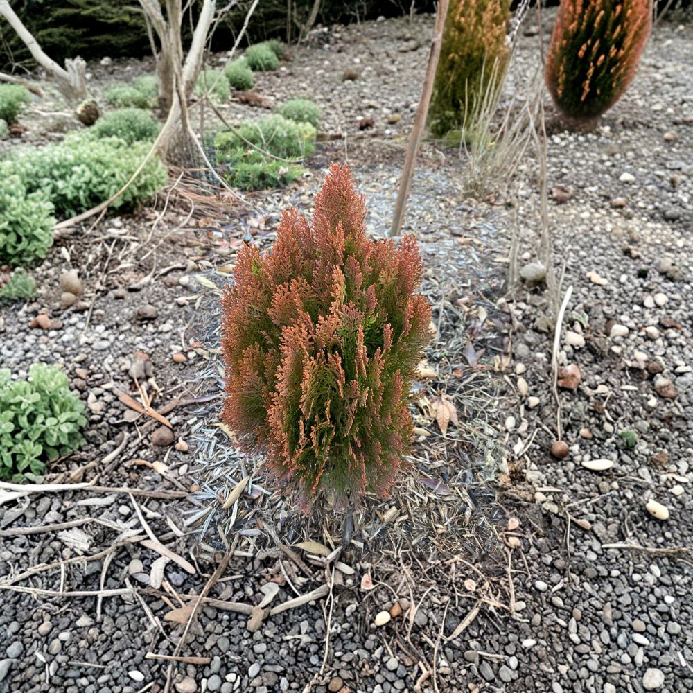 Dwarf Evergreen Shrub in 4-Inch Pot | Golden-Orange Foliage | Thuja orientalis ‘Morgan’ | Compact Landscape Plant