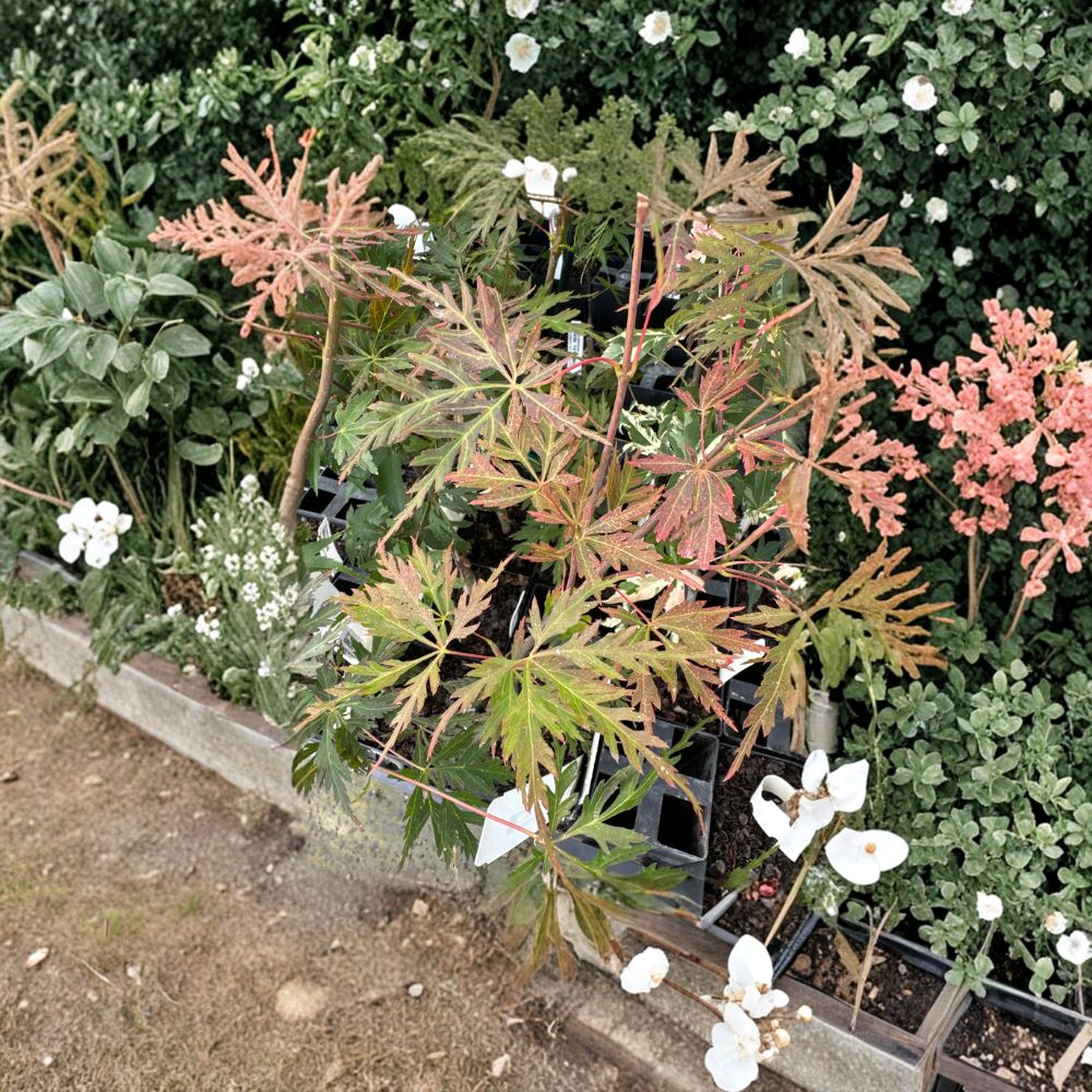 Acer palmatum 'Orangeola' Japanese Maple Live Plant, 2-Gallon Pot, Weeping Laceleaf Ornamental Tree, Vibrant Fall Color