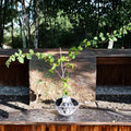 Light Scuppernong Muscadine Grape Vine – 2 Gallon Live Plant with Healthy Roots, Bronze Fruit, Vitis rotundifolia, Backyard & Vineyard