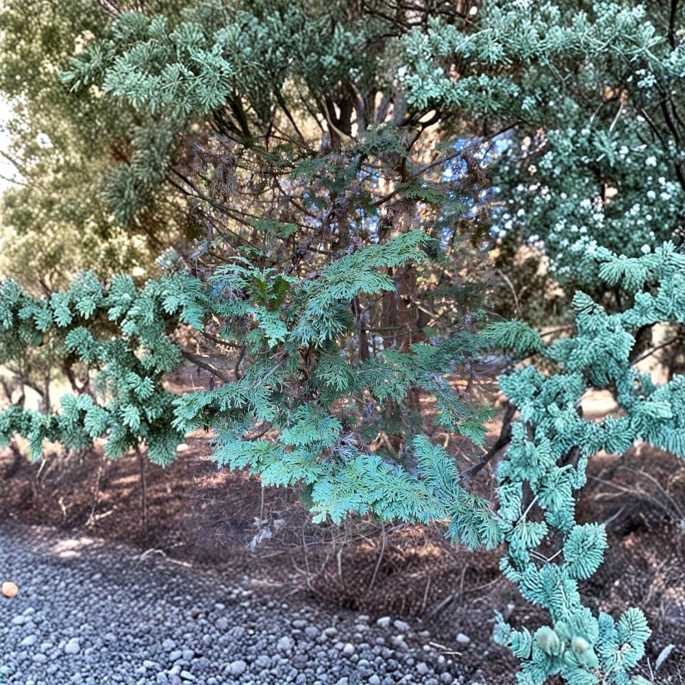 Mastersii Arborvitae Live Evergreen Conifer Quart Pot | Thuja occidentalis | Hardy Landscape Tree
