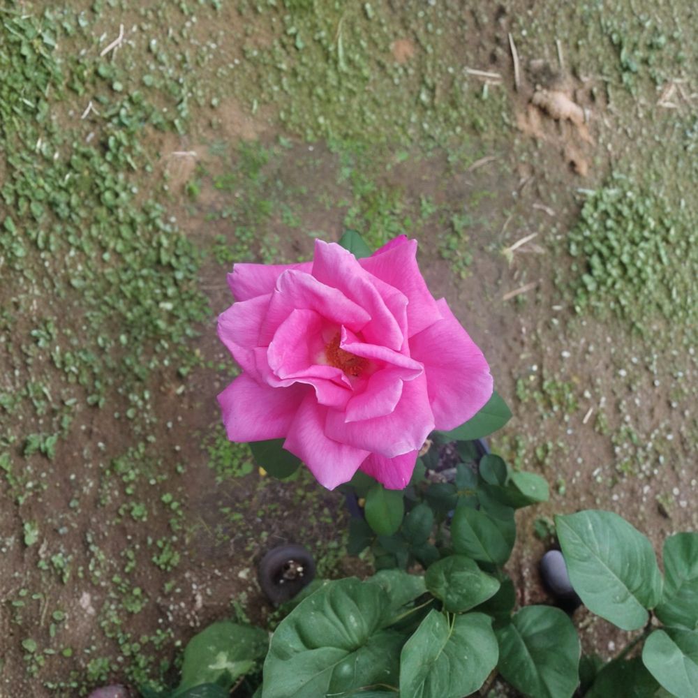 Perfume Delight Hybrid Tea Rose Plant – 2 Gallon Pink Fragrant Blooming Bush Rosa hybrid 'Perfume Delight'