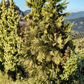 Wareana Lutescens Arborvitae Live Golden Evergreen Conifer Quart Pot | Thuja occidentalis Hardy Landscape Tree