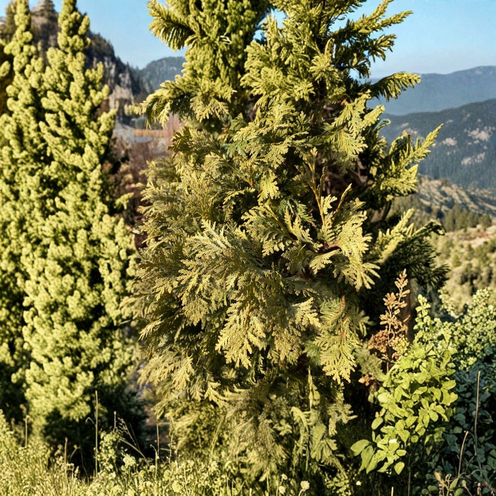 Wareana Lutescens Arborvitae Live Golden Evergreen Conifer Quart Pot | Thuja occidentalis Hardy Landscape Tree