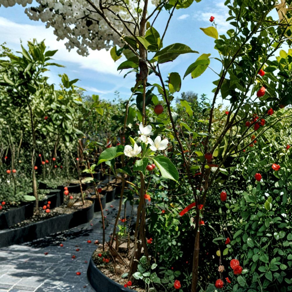 Dolgo Crabapple Tree – Live Fruit Tree with Red Fruit, 4–6 Feet Tall, Cold Hardy Malus 'Dolgo' for Backyard Orchards