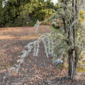 Deodar Cedar Live Plant 12-Inch Sander's Blue Cedrus deodara Weeping Blue Evergreen Conifer Landscape Specimen Tree