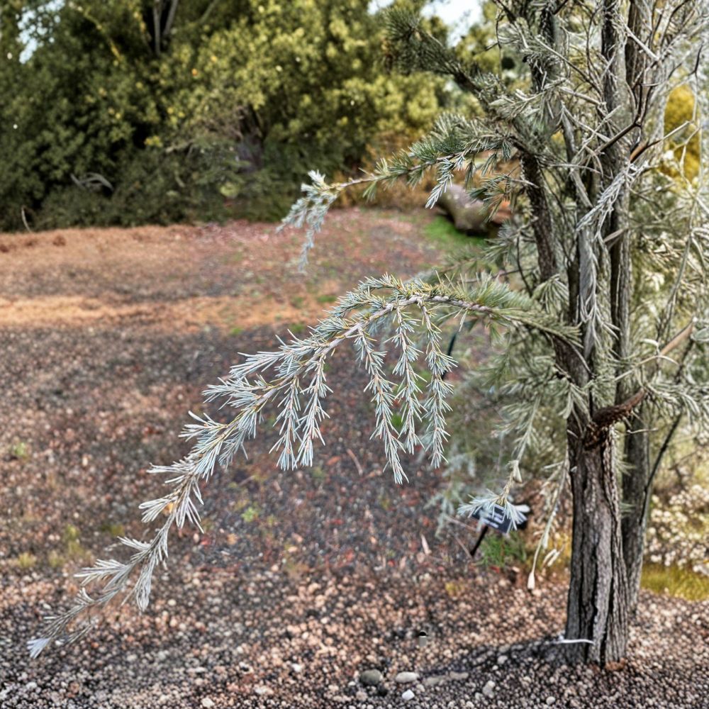 Deodar Cedar Live Plant 12-Inch Sander's Blue Cedrus deodara Weeping Blue Evergreen Conifer Landscape Specimen Tree