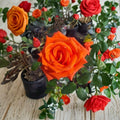 Floribunda Rose Bush 1 Gallon Salmon Orange Everblooming Garden Landscape Plant