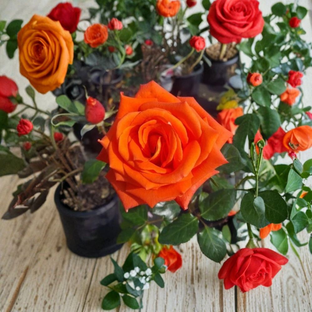 Floribunda Rose Bush 1 Gallon Salmon Orange Everblooming Garden Landscape Plant