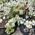 White Flowering Quince Live Plant – Chaenomeles x superba 'Jet Trail' Nursery Pot, Spring Blooms, Hardy Shrub, Drought Tolerant