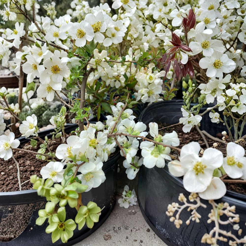 White Flowering Quince Live Plant – Chaenomeles x superba 'Jet Trail' Nursery Pot, Spring Blooms, Hardy Shrub, Drought Tolerant