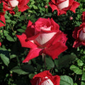 Love Rose Bush – 2 Gallon Rosa Grandiflora with Fragrant Ruby Red & White Blooms, Garden & Landscape Plant