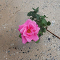 Perfume Delight Hybrid Tea Rose – 1 Gallon Pink Fragrant Blooming Bush Plant Rosa hybrid 'Perfume Delight'