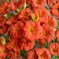 Daylily Bare Root Plants – Desert Flame Reblooming Perennial with Fiery Red-Orange Blooms, Hemerocallis 'Desert Flame'
