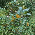 Longwood Gardens American Holly Live Evergreen Tree Quart Pot Ilex opaca with Yellow Berries, Native Holly for Landscape