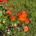 Live Rose Bush – Floribunda Salmon Orange Flowers – 5 Gallon Rosa 'Marina' Garden & Landscape Rose