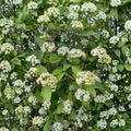 Mohican Viburnum Live Shrub 4-Inch Pot, Deciduous Flowering Plant with White Flowers & Colorful Berries, Viburnum lantana 'Mohican'