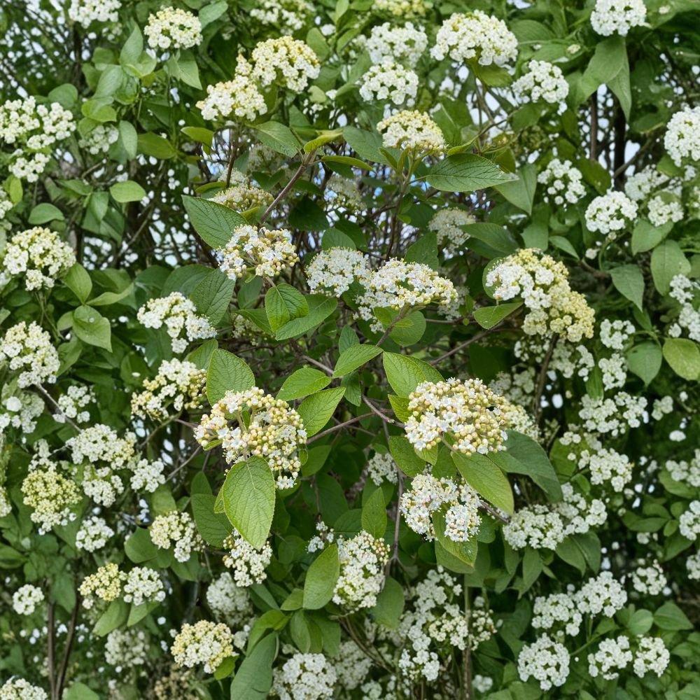 Mohican Viburnum Live Shrub 4-Inch Pot, Deciduous Flowering Plant with White Flowers & Colorful Berries, Viburnum lantana 'Mohican'