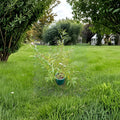 Japanese Fantail Willow Live Plant, 2 Gallon Crested Ornamental Tree, Salix sachalinensis 'Sekka'