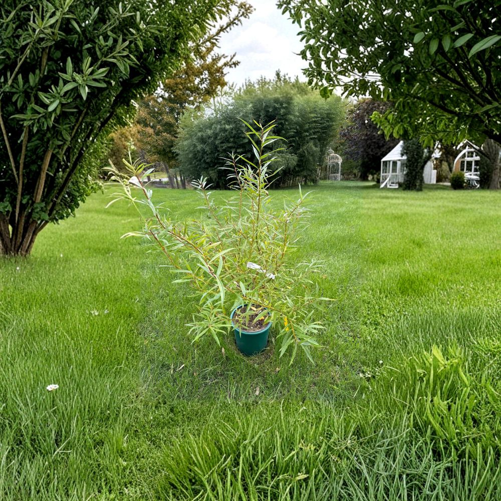 Japanese Fantail Willow Live Plant, 2 Gallon Crested Ornamental Tree, Salix sachalinensis 'Sekka'